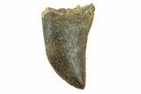 Serrated, Juvenile Carcharodontosaurus Tooth #249425-1